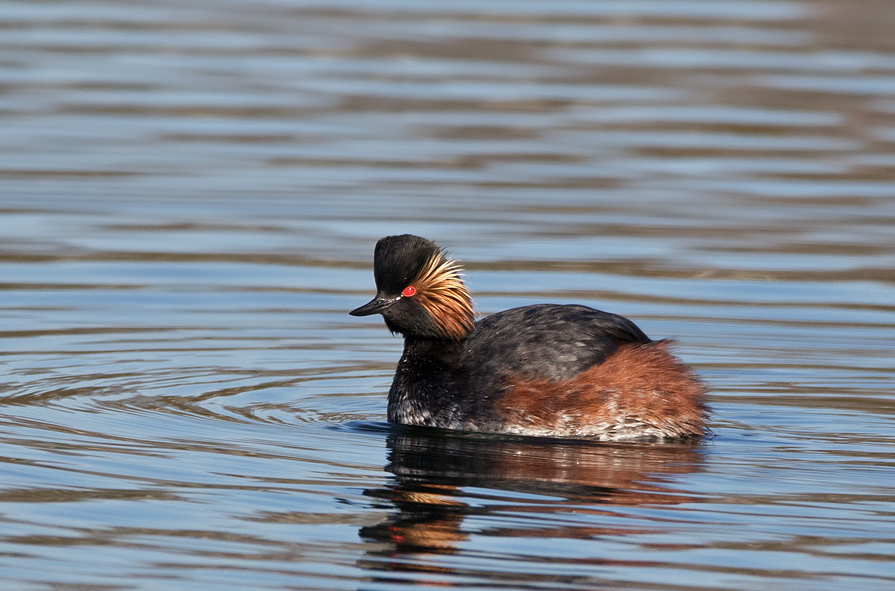 image Eared Grebe